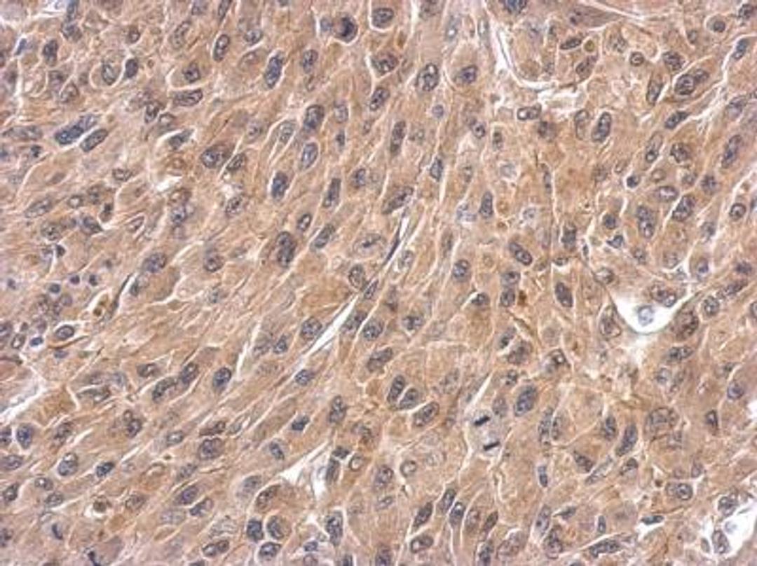 Immunohistochemistry-Paraffin: Wnt-4 Antibody [NBP2-20909] - Analysis of paraffin-embedded U87 xenograft.