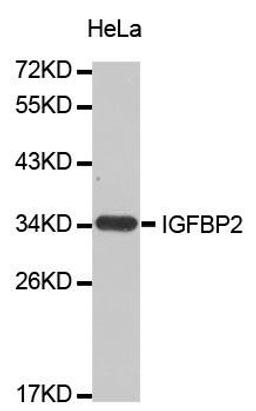 Western blot analysis of extracts of HeLa cell line using IGFBP-2 antibody