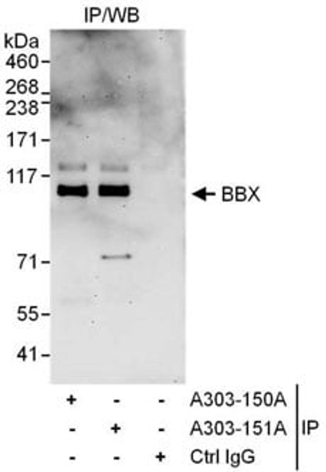 Detection of human BBX by western blot of immunoprecipitates.