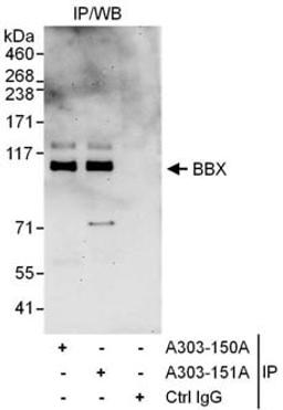 Detection of human BBX by western blot of immunoprecipitates.