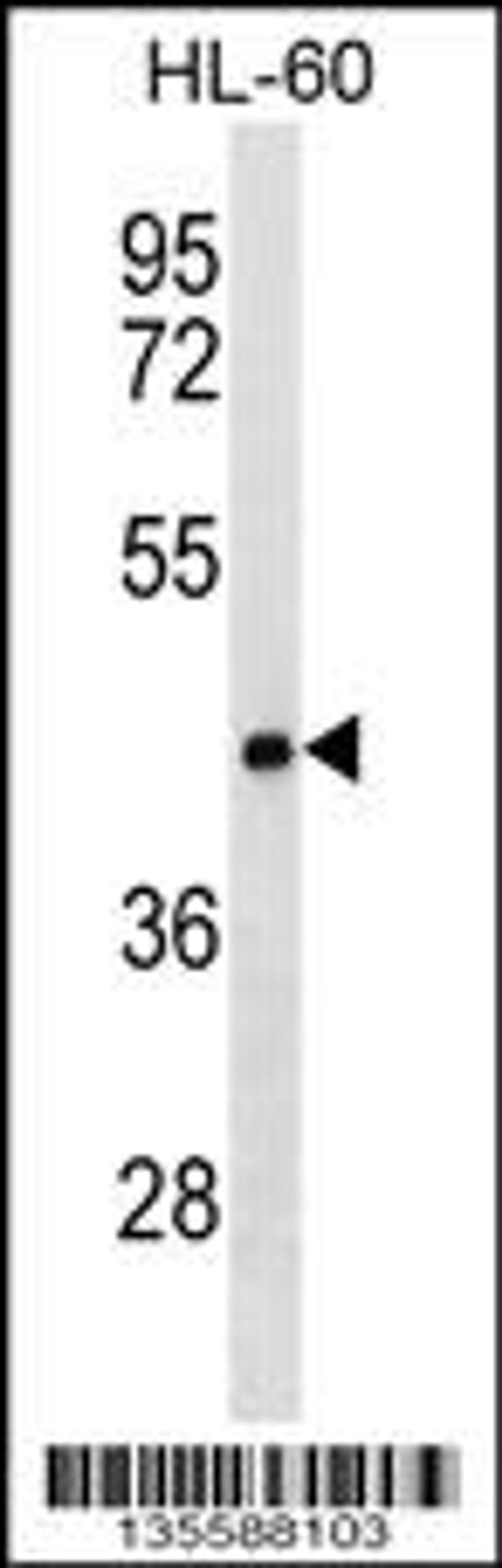 Western blot analysis in HL-60 cell line lysates (35ug/lane).