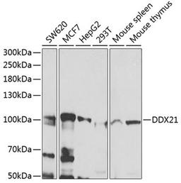 Western blot - DDX21 antibody (A7034)