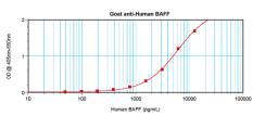 To detect hBAFF by sandwich ELISA (using 100 ul/well antibody solution) a concentration of 0.5 - 2.0 ug/ml of this antibody is required. This antigen affinity purified antibody, in conjunction with ProSci’s Biotinylated Anti-Human BAFF (XP-5105Bt) as a de