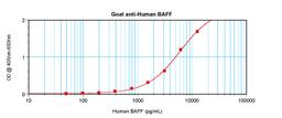 To detect hBAFF by sandwich ELISA (using 100 ul/well antibody solution) a concentration of 0.5 - 2.0 ug/ml of this antibody is required. This antigen affinity purified antibody, in conjunction with ProSci’s Biotinylated Anti-Human BAFF (XP-5105Bt) as a de