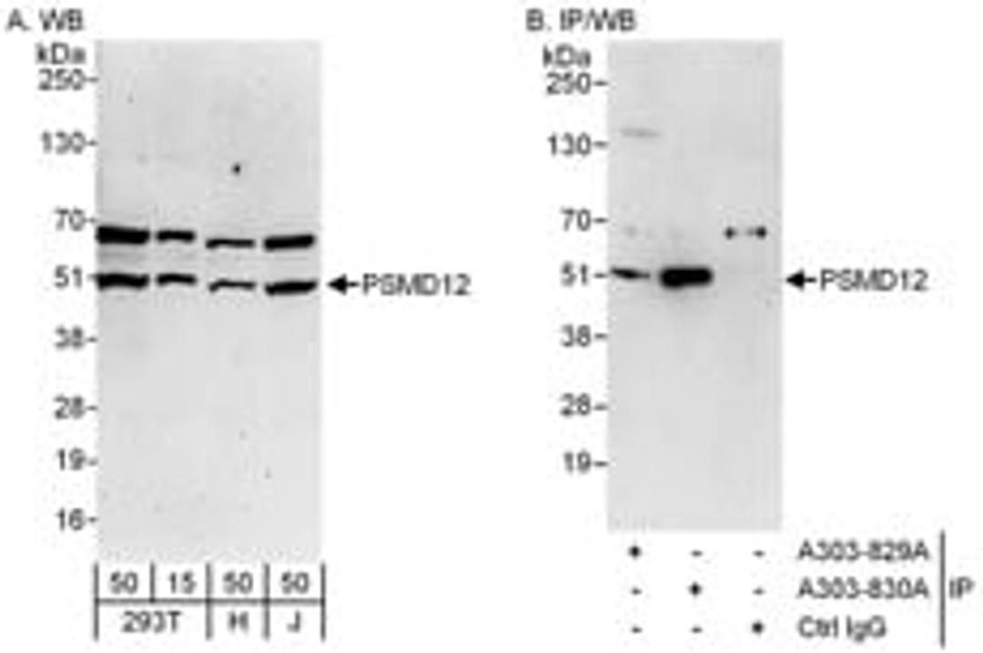 Detection of human PSMD12 by western blot and immunoprecipitation.