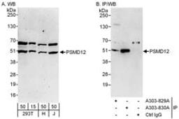 Detection of human PSMD12 by western blot and immunoprecipitation.