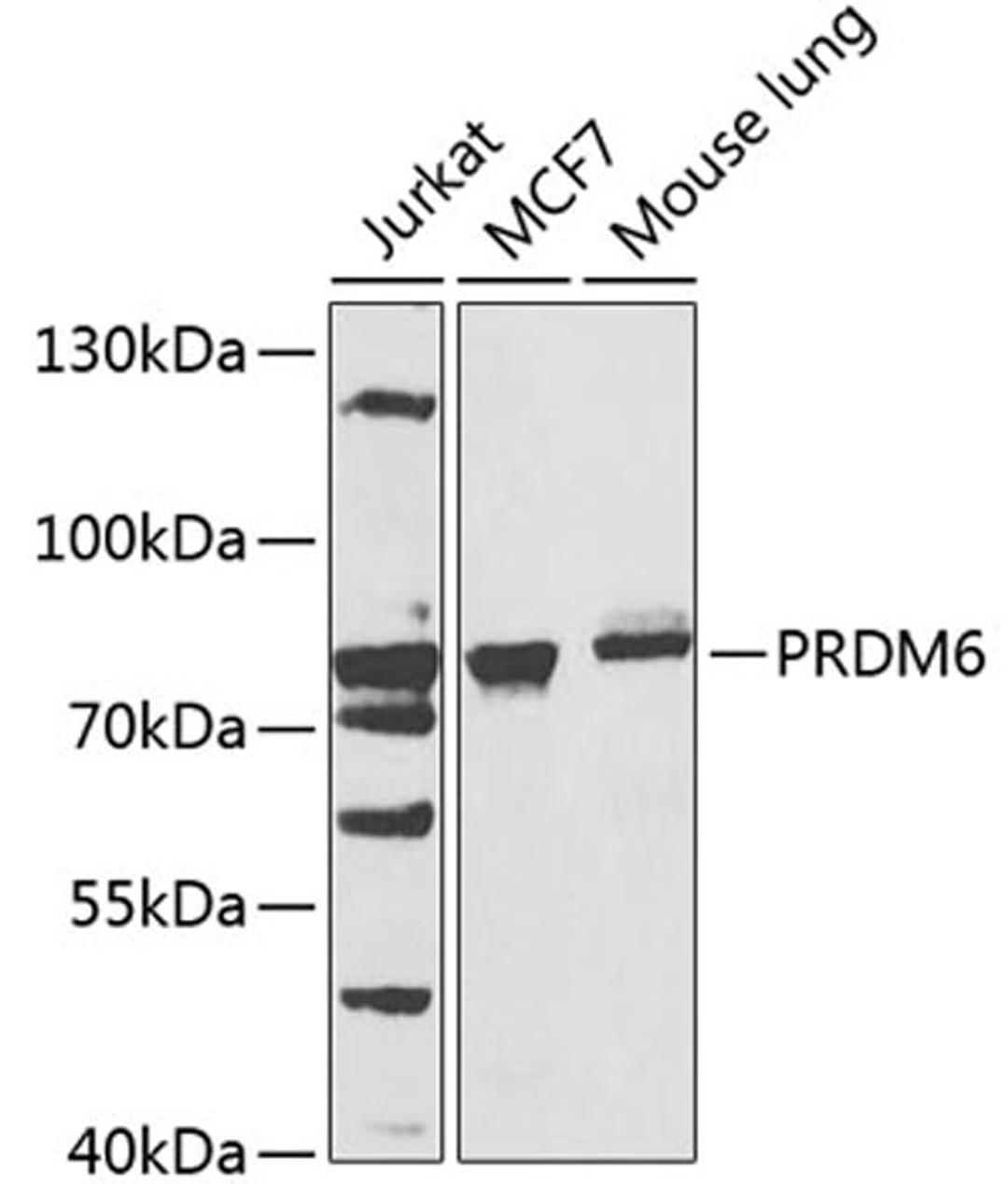 Western blot - PRDM6 antibody (A7846)