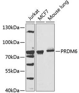 Western blot - PRDM6 antibody (A7846)