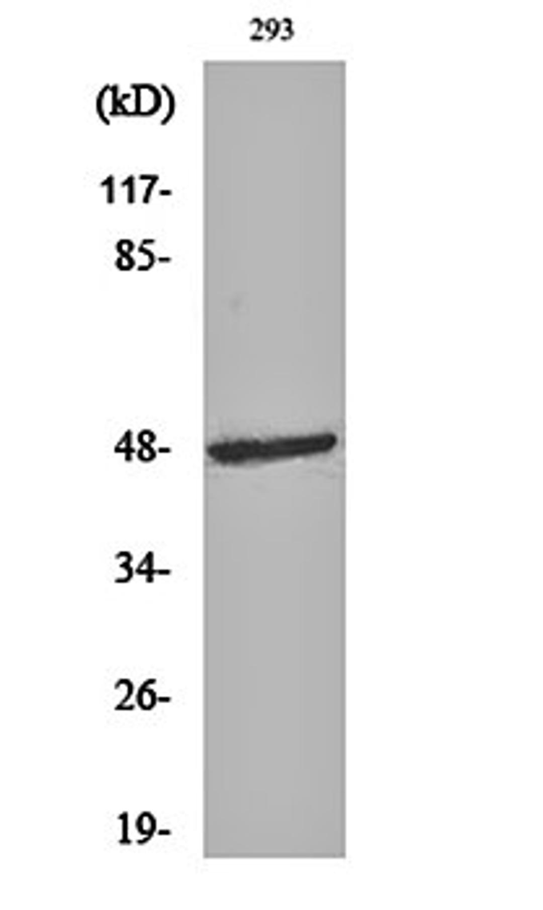 Western blot analysis of 293 cell lysates using ARK-1 antibody