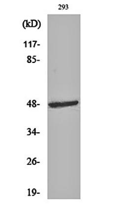 Western blot analysis of 293 cell lysates using ARK-1 antibody