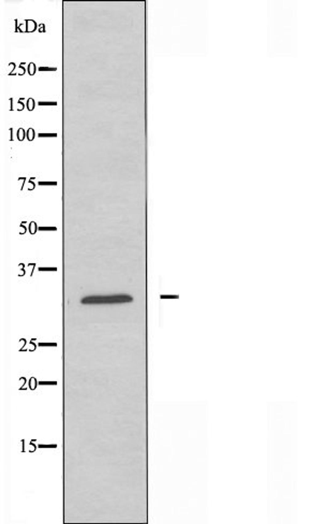 Western blot analysis of Hela cells using AIBP antibody