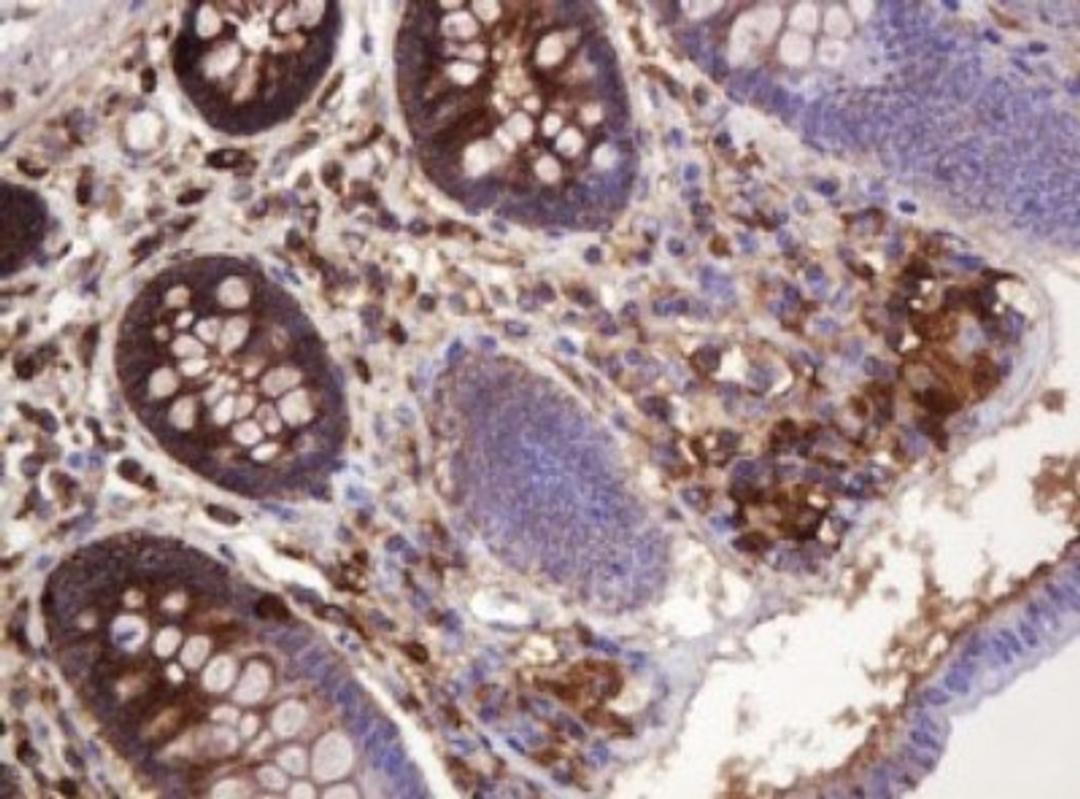 Immunohistochemistry: ATP6V1B2 Antibody (1E11) [NBP2-45525] - Analysis of Human colon tissue. (Heat-induced epitope retrieval by 10mM citric buffer, pH6.0, 120C for 3min)