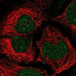 Immunocytochemistry/Immunofluorescence: EED Antibody [NBP2-38907] - Staining of human cell line CACO-2 shows positivity in nucleus and nucleoli.