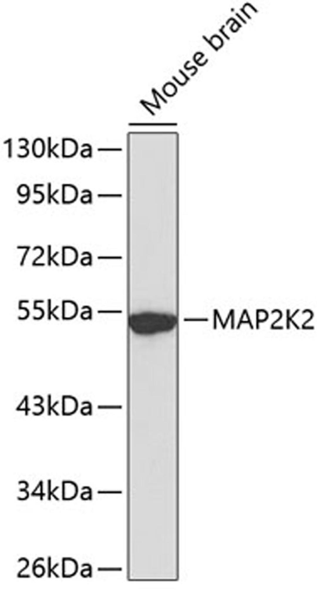 Western blot - MAP2K2 antibody (A0253)