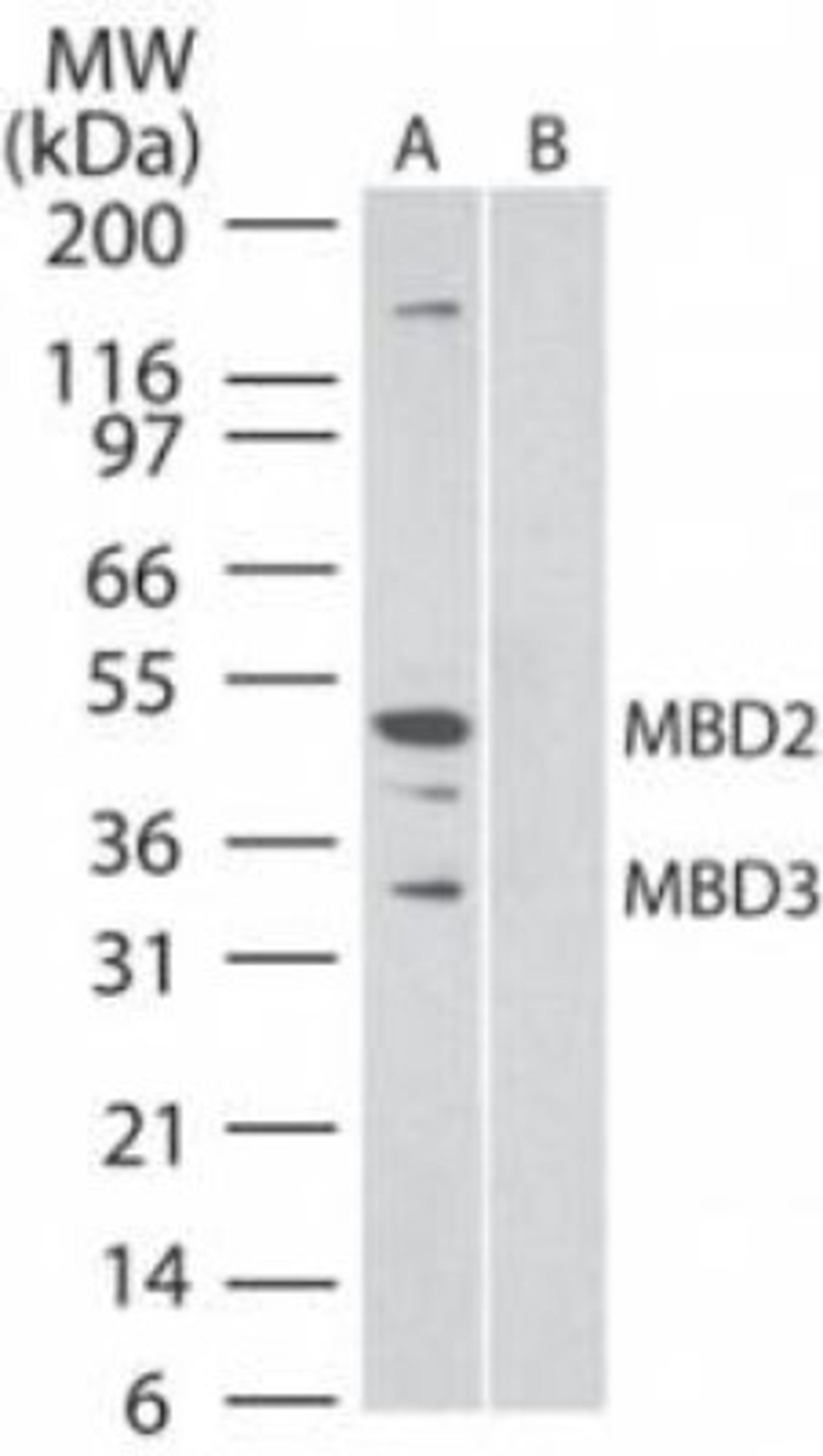 Western Blot: MBD3/MBD2 Antibody (106B691) [NB100-56534] - Analysis of MBD2 and MBD3 using this antibody. HeLa cell lysate (nuclear fraction) probed with MBD3/2 antibody at 2 ug/ml in the A) absence and B) presence of immunizing peptide.