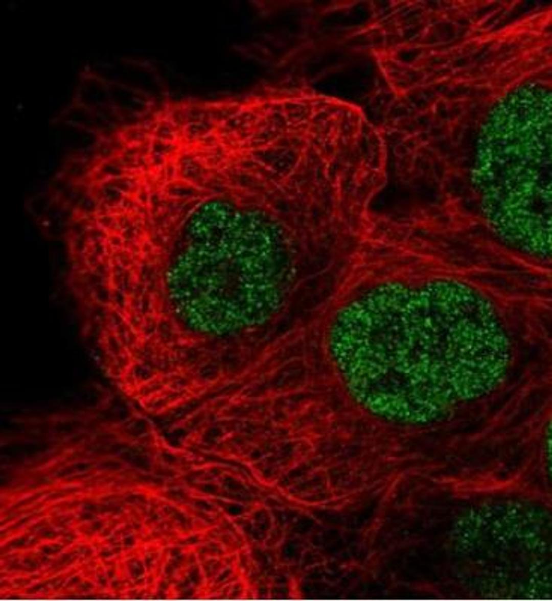 Immunocytochemistry/Immunofluorescence: PPFIA4 Antibody [NBP2-31573] - Staining of human cell line A-431 shows positivity in nucleus but excluded from the nucleoli. Antibody staining is shown in green.