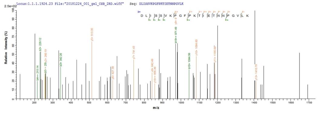 Based on the SEQUEST from database of E.coli host and target protein, the LC-MS/MS Analysis result of CSB-EP006095MO could indicate that this peptide derived from E.coli-expressed Mus musculus (Mouse) Cst7.
