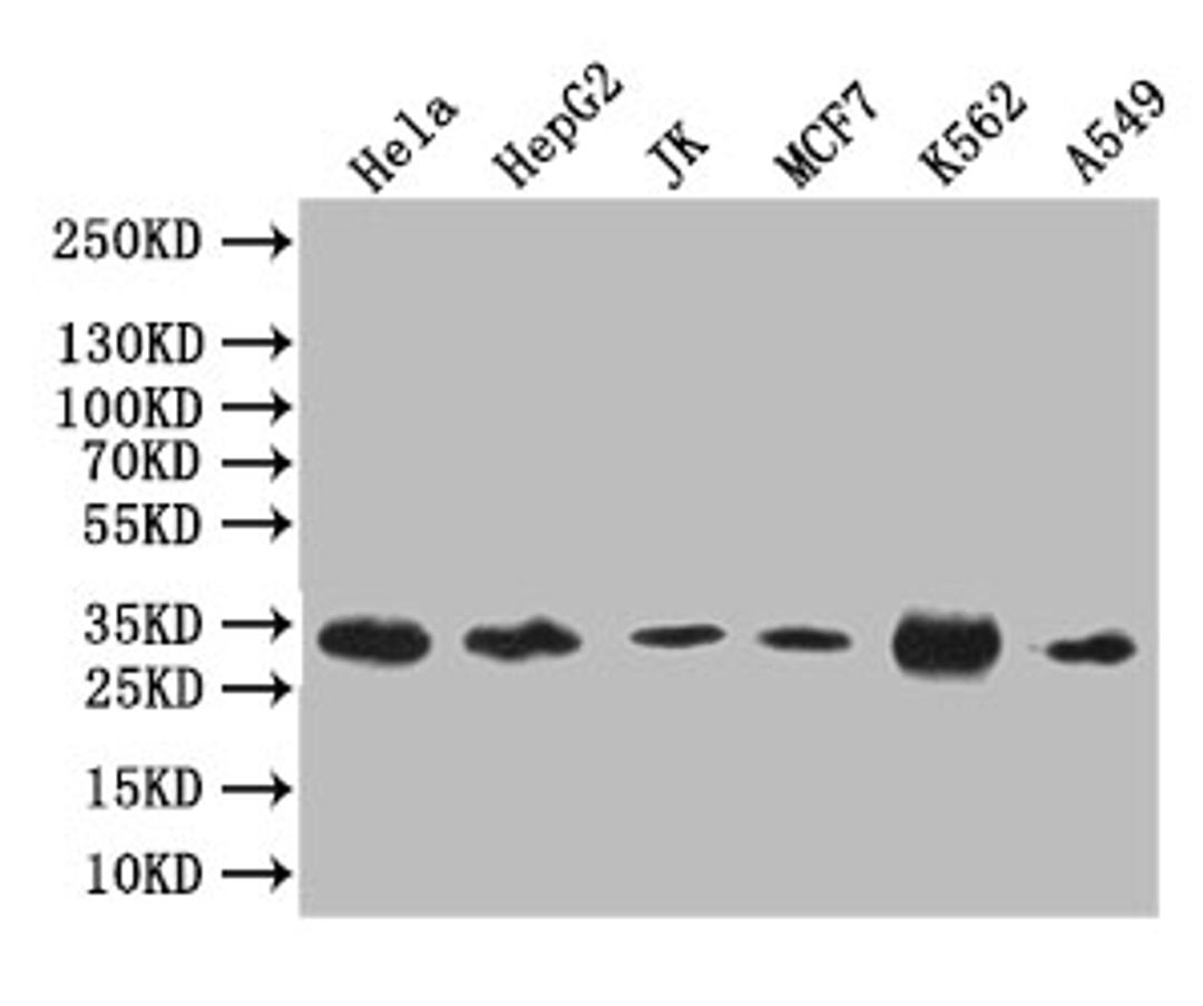 Western Blot. Positive WB detected in: Hela whole cell lysate, HepG2 whole cell lysate, JK whole cell lysate, MCF7 whole cell lysate, K562 whole cell lysate, A549 whole cell lysate. All lanes: Caspase 3 antibody at 1:1000. Secondary. Goat polyclonal to rabbit IgG at 1/50000 dilution. Predicted band size: 32 kDa. Observed band size: 32 kDa. 