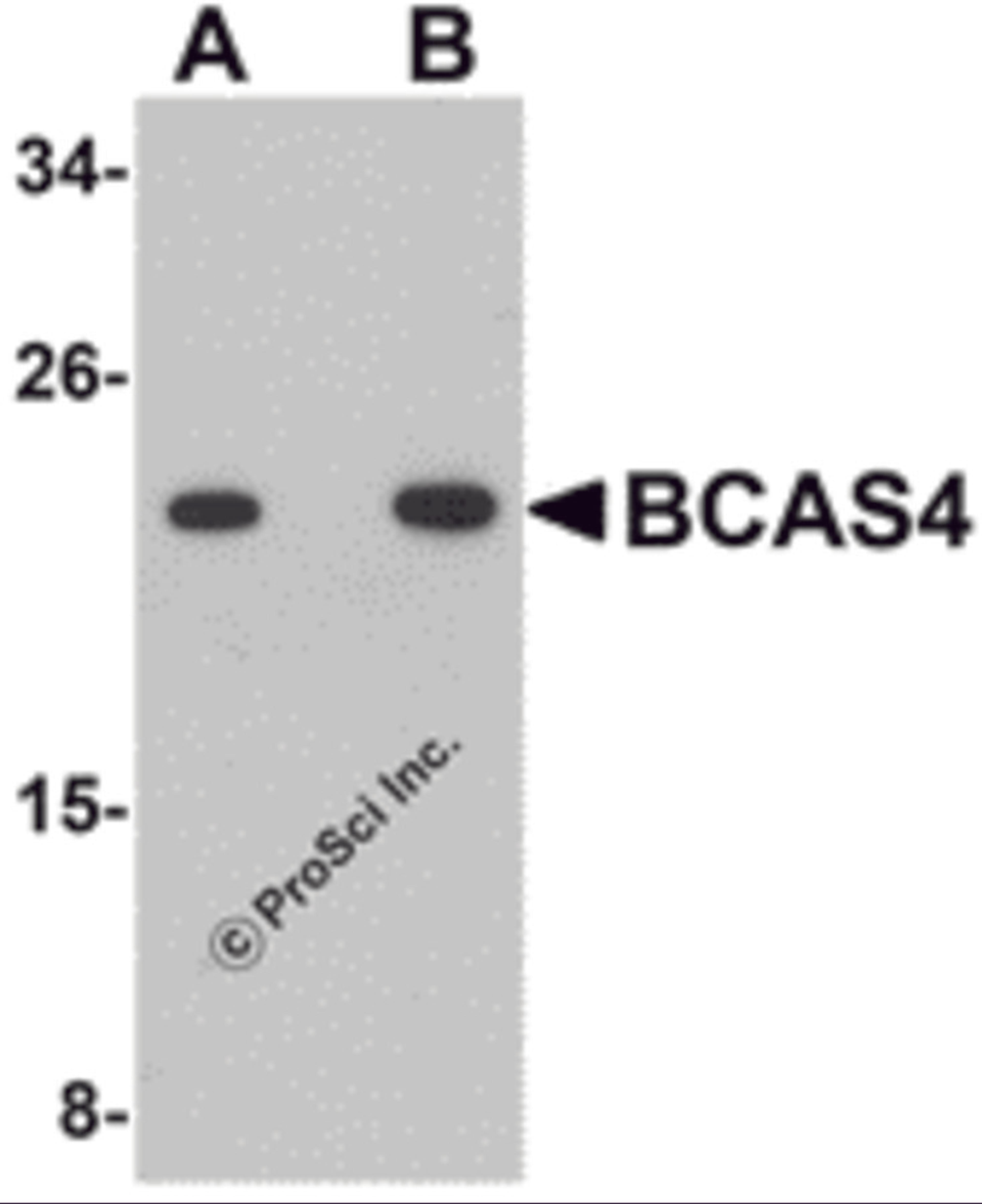 Western blot analysis of BCAS4 in 3T3 cell lysate with BCAS4 antibody at (A) 1 and (B) 2 &#956;g/mL.