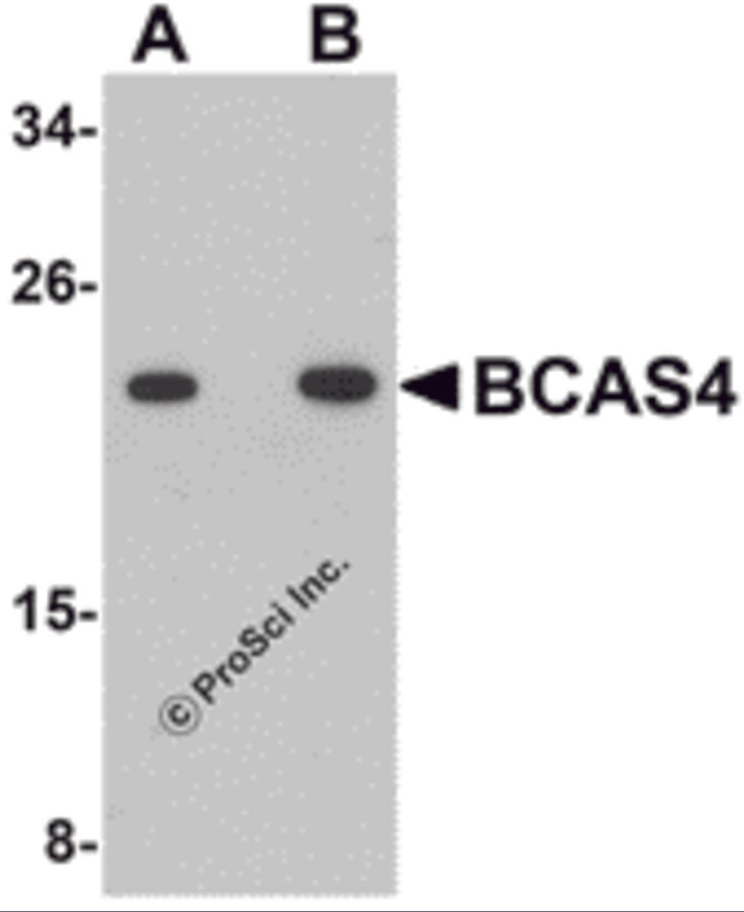 Western blot analysis of BCAS4 in 3T3 cell lysate with BCAS4 antibody at (A) 1 and (B) 2 μg/mL.
