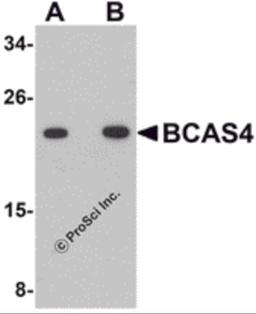 Western blot analysis of BCAS4 in 3T3 cell lysate with BCAS4 antibody at (A) 1 and (B) 2 μg/mL.