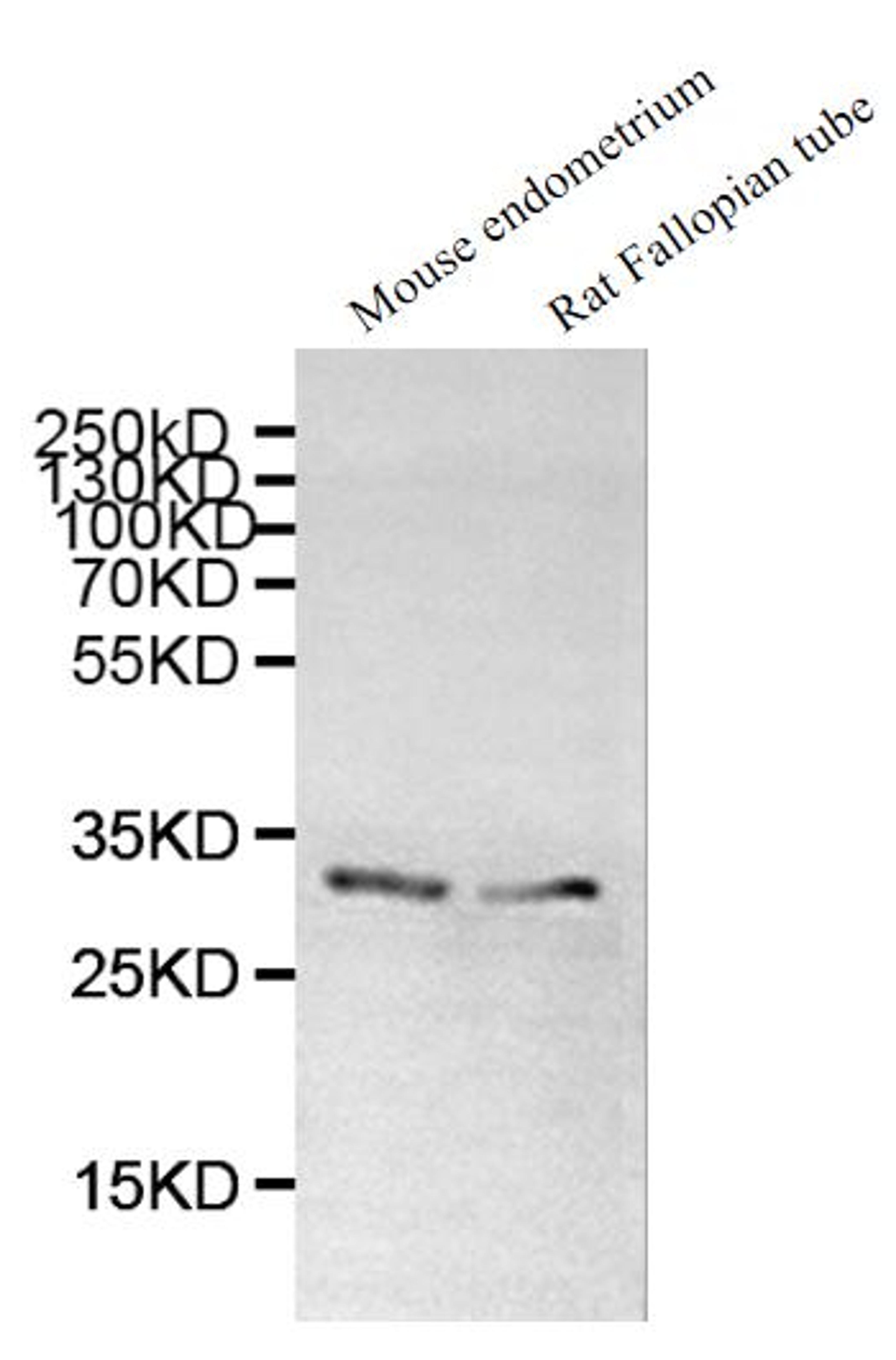 Western blot. All lanes: DNALI1 antibody at 1µg/ml. Lane 1: Mouse gonadal tissue. Lane 2: Mouse lung tissue. Secondary. Goat polyclonal to rabbit IgG at 1/10000 dilution. Predicted band size: 30, 16 kDa. Observed band size: 30 kDa