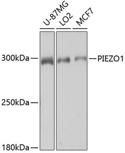 Western blot - PIEZO1 antibody (A4340)