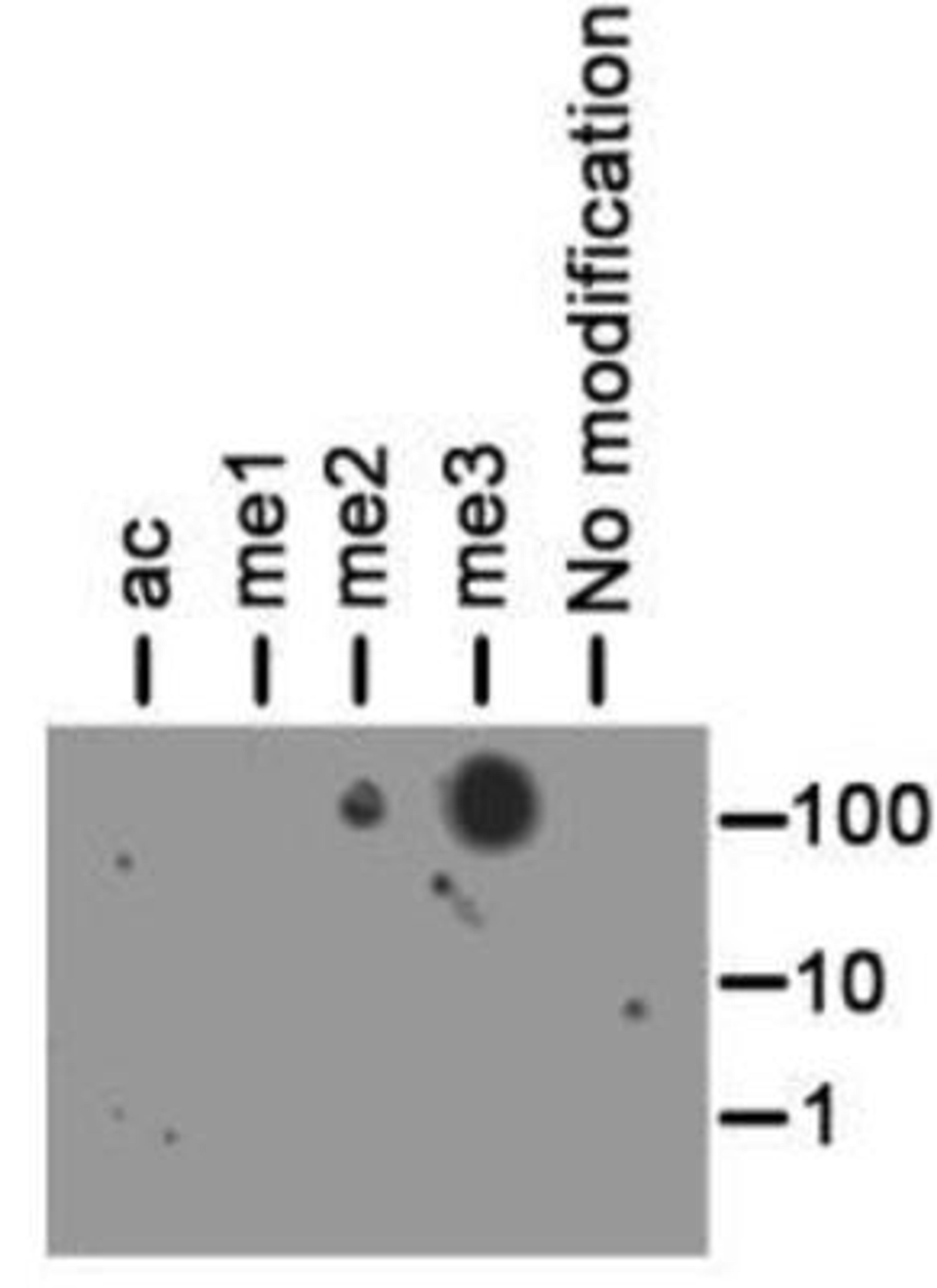 Dot Blot: Histone H3 [Trimethyl Lys56] Antibody [NB21-1343] - Dot Blot analysis of H3K56me3 using the peptides stated above in 100, 10 and 1 picomoles of peptide.