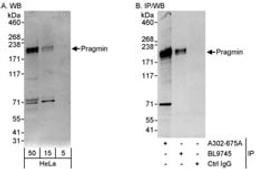 Detection of human Pragmin by western blot and immunoprecipitation.