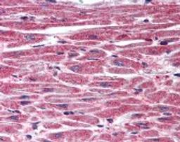 Immunohistochemistry staining of DUSP8 in heart tissue using DUSP8 Antibody.