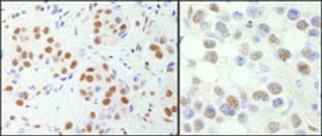 Detection of human and mouse NF-YA by immunohistochemistry.