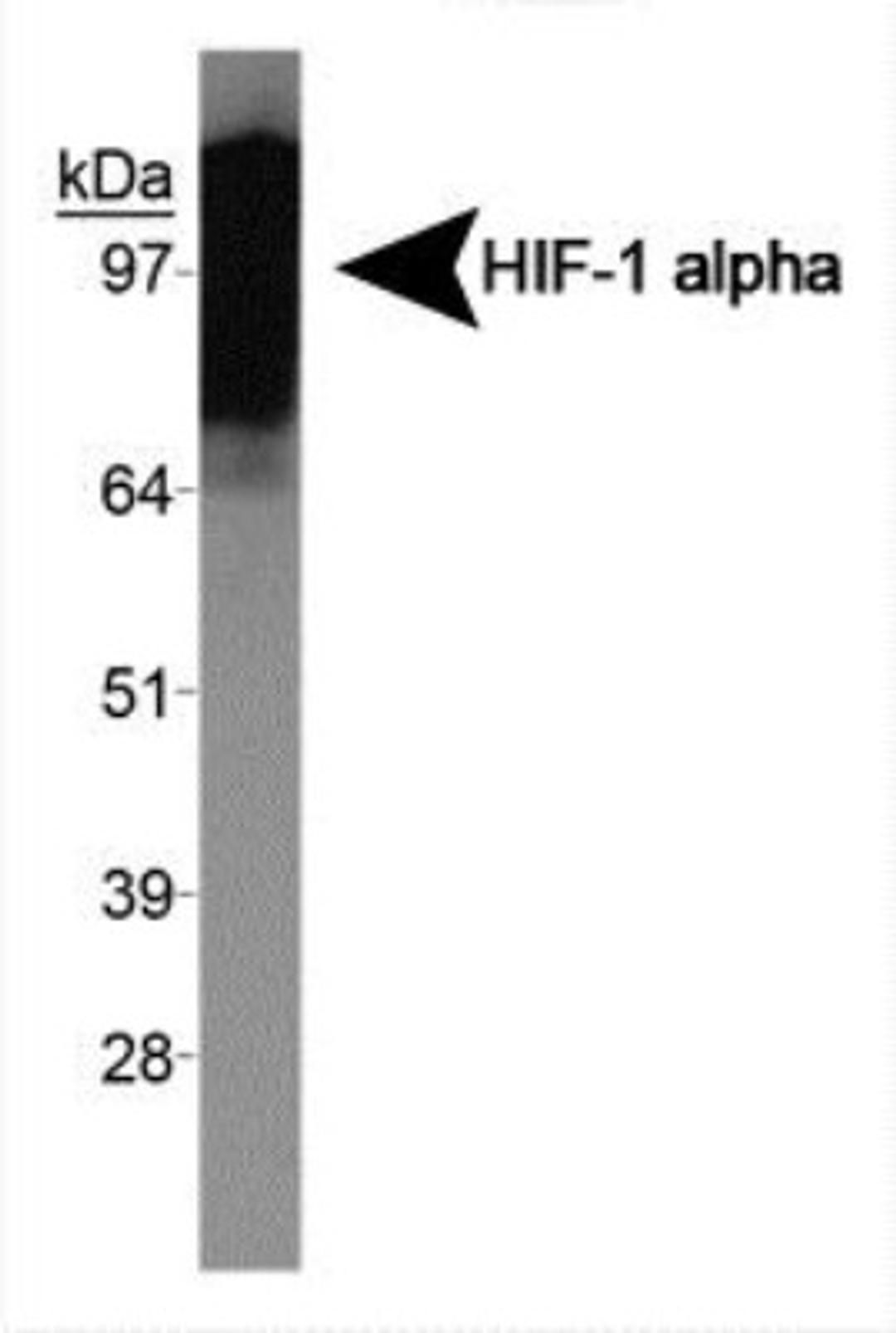 Western Blot: HIF-1 alpha [Exon 10] Antibody (exon 10) [NBP1-47179] - Western blot on human recombinant HIF-1 alpha protein