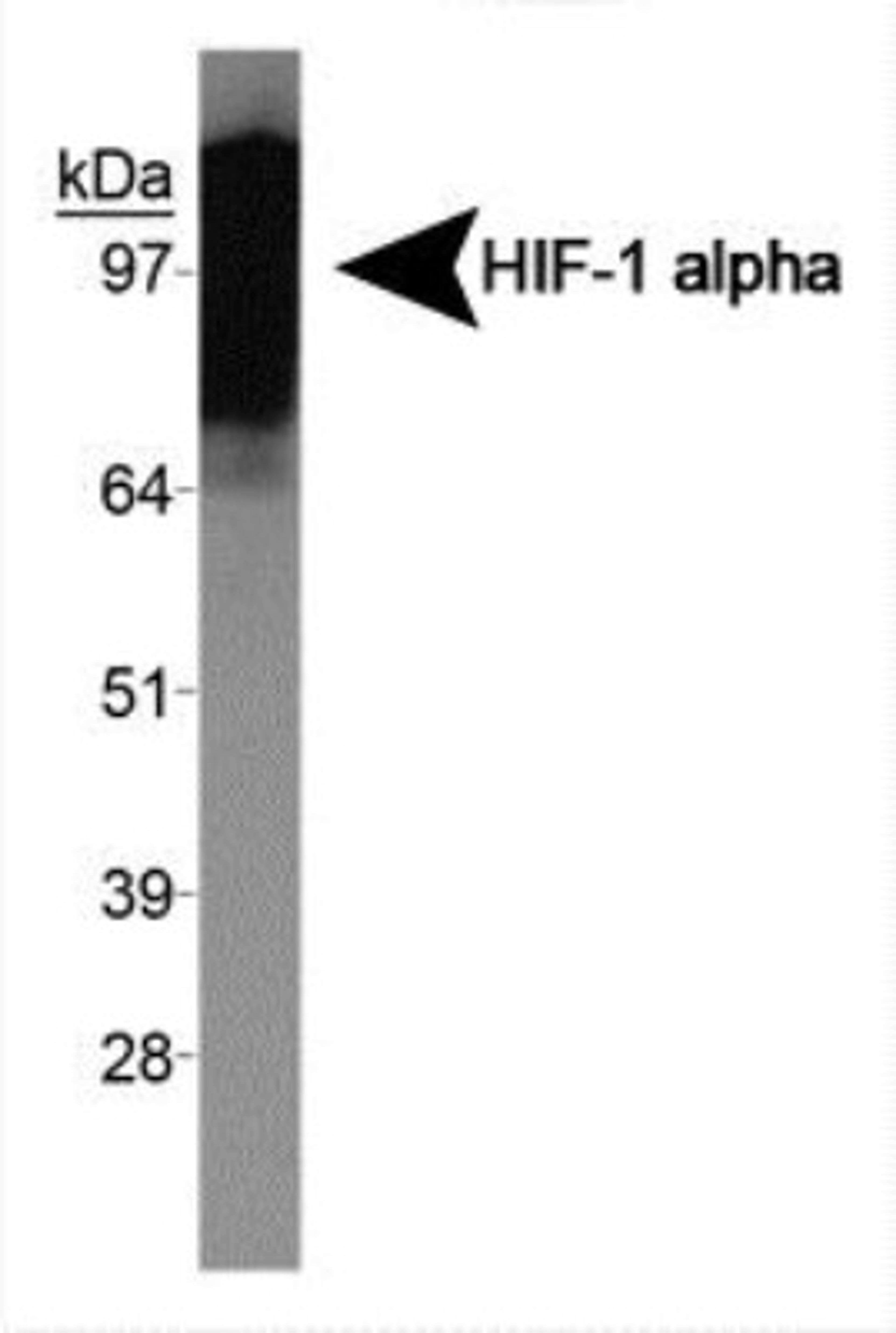 Western Blot: HIF-1 alpha [Exon 10] Antibody (exon 10) [NBP1-47179] - Western blot on human recombinant HIF-1 alpha protein