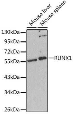 Western blot - RUNX1 Rabbit pAb (A2055)