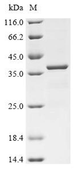 (Tris-Glycine gel) Discontinuous SDS-PAGE (reduced) with 5% enrichment gel and 15% separation gel.
