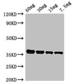Western Blot. Positive WB detected in Recombinant protein. All lanes: PF0142 antibody at 2.4µg/ml. Secondary. Goat polyclonal to rabbit IgG at 1/50000 dilution. Predicted band size: 36 kDa. Observed band size: 36 kDa