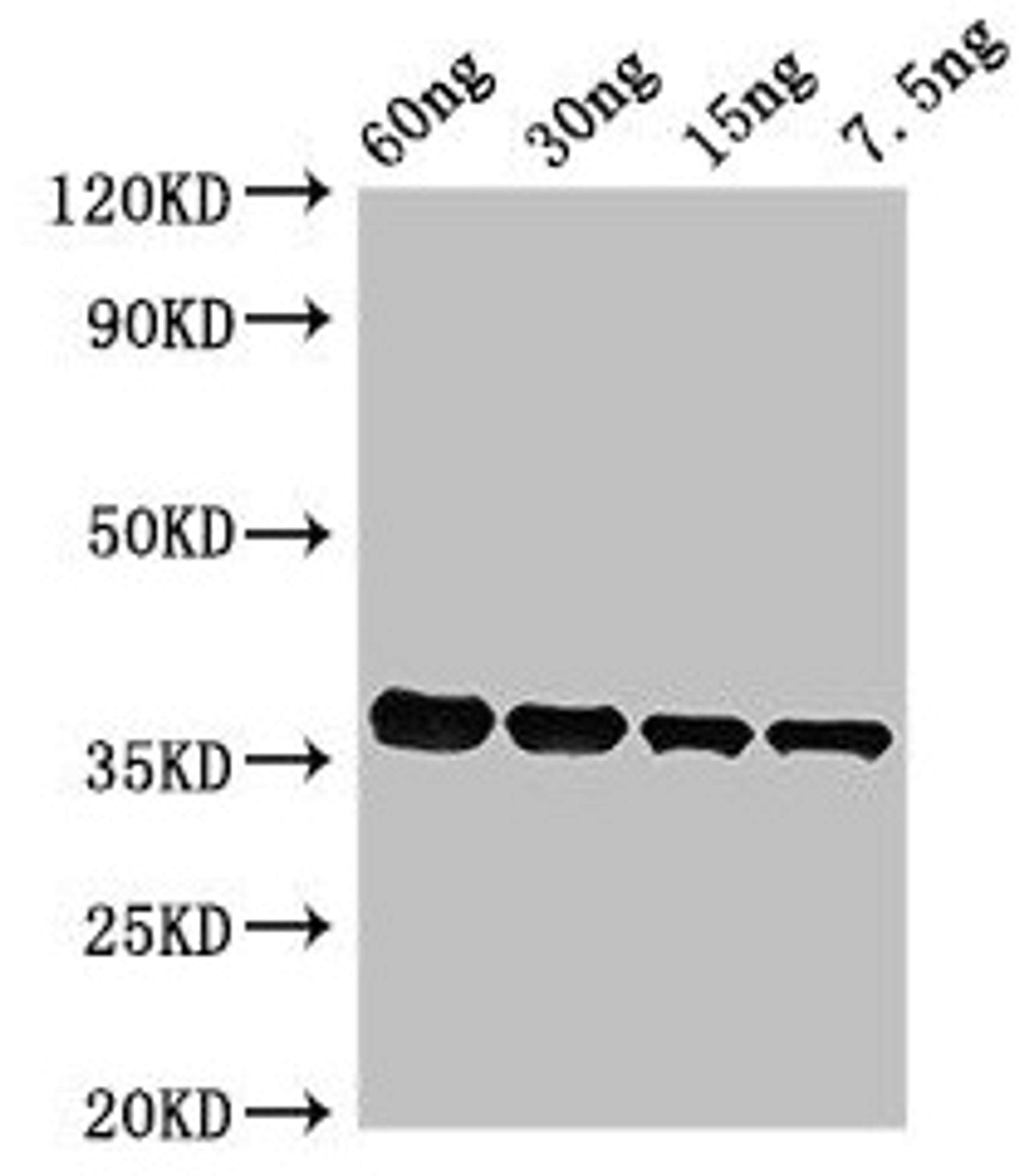 Western Blot. Positive WB detected in Recombinant protein. All lanes: PF0142 antibody at 2.4µg/ml. Secondary. Goat polyclonal to rabbit IgG at 1/50000 dilution. Predicted band size: 36 kDa. Observed band size: 36 kDa