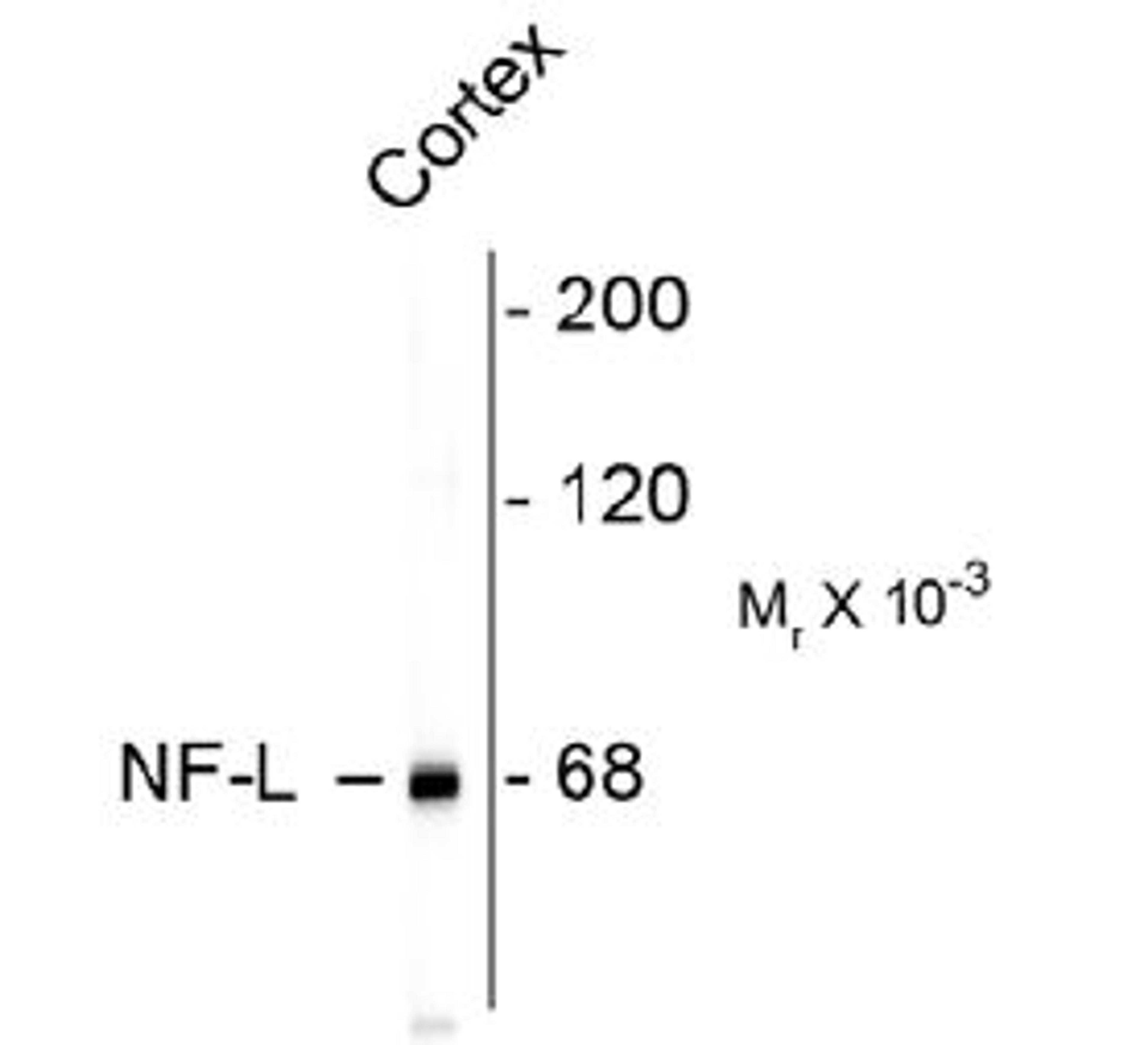 Western blot of rat cortex lysate showing specific immunolableing of the ~ 68k NF-L protein.