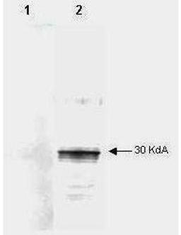 Western blot analysis of Lane 1 contains an unrelated 6X His tagged protein and shows that the antibody does not recognize the epitope tag. Lane 2 contains partially purified recombinant human using LEFTY A antibody