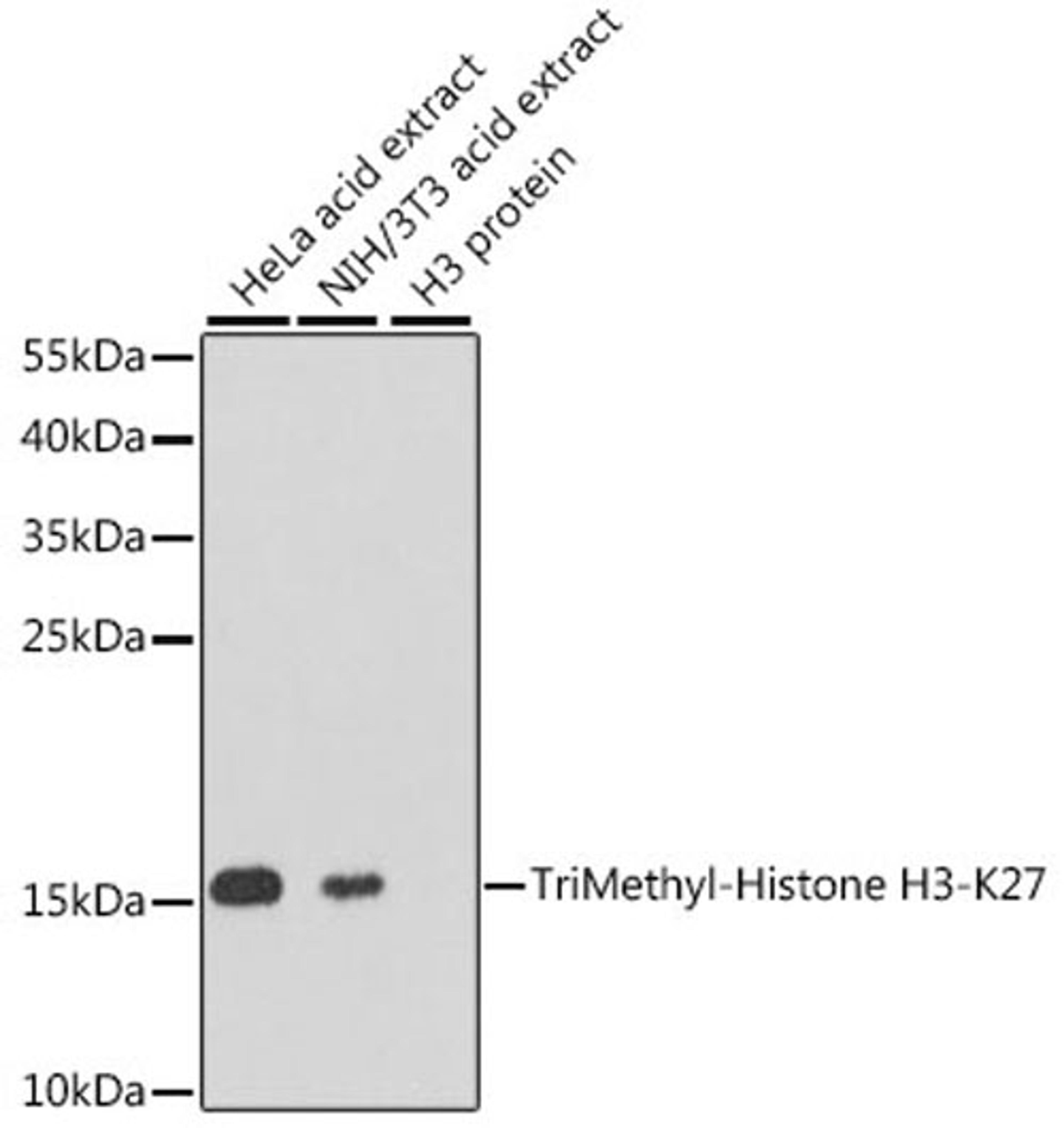 Western blot - TriMethyl-Histone H3-K27 antibody (A2363)