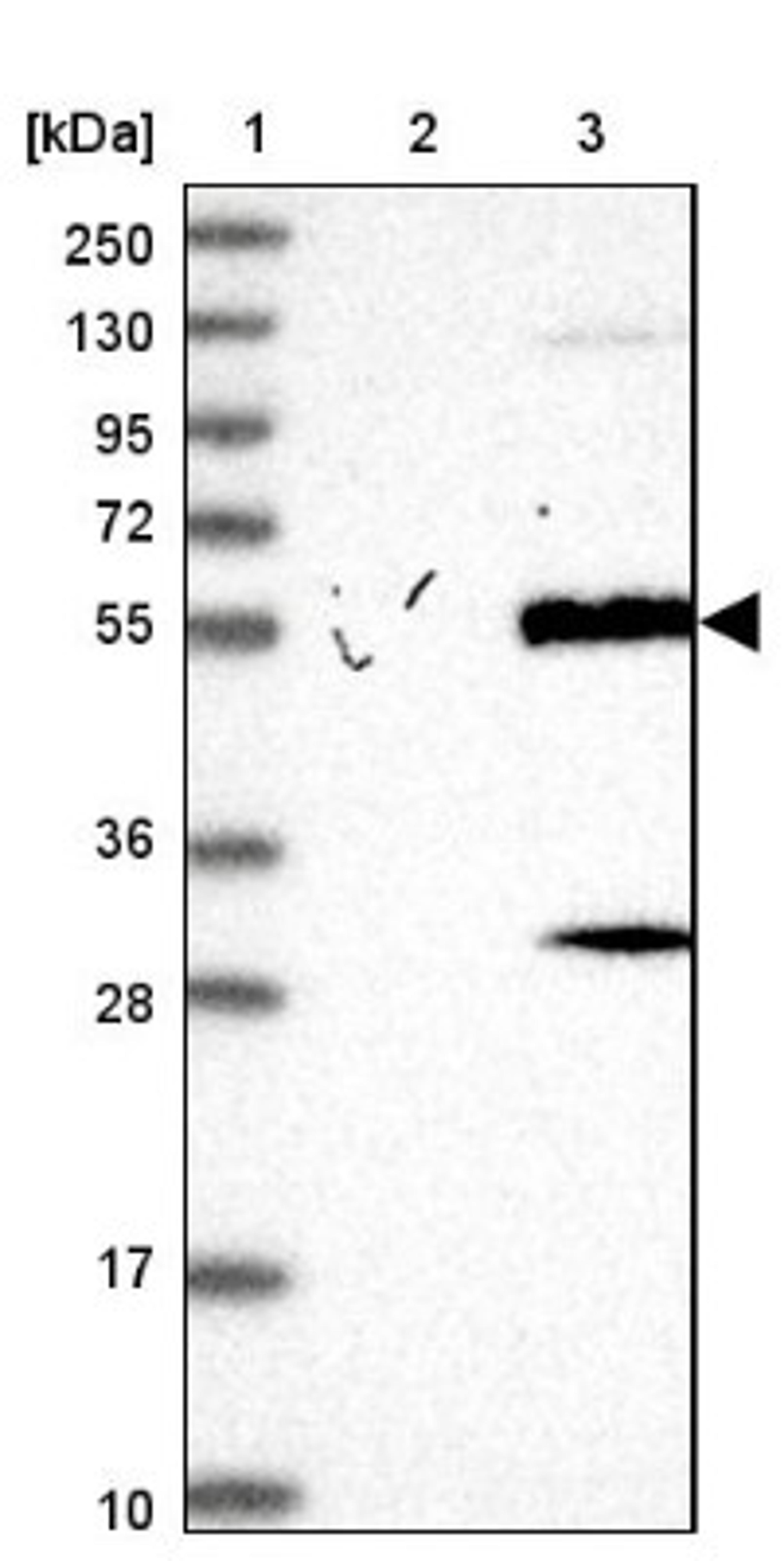 Western Blot: ZCCHC12 Antibody [NBP2-33943] - Lane 1: Marker [kDa] 250, 130, 95, 72, 55, 36, 28, 17, 10<br/>Lane 2: Negative control (vector only transfected HEK293T lysate)<br/>Lane 3: Over-expression lysate (Co-expressed with a C-terminal myc-DDK tag (~3.1 kDa) in mammalian HEK293T cells, LY406574)