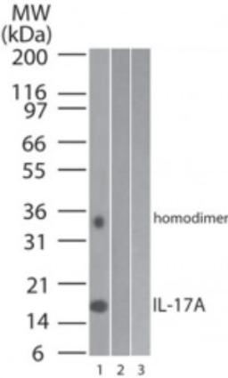 Western Blot: IL17 Antibody (4k5F6) [NBP2-24765] - Analysis of 1) human, 2) mouse and 3) rat full-length recombinant IL-17A protein using IL-17A antibody at 0.2 ug/ml.