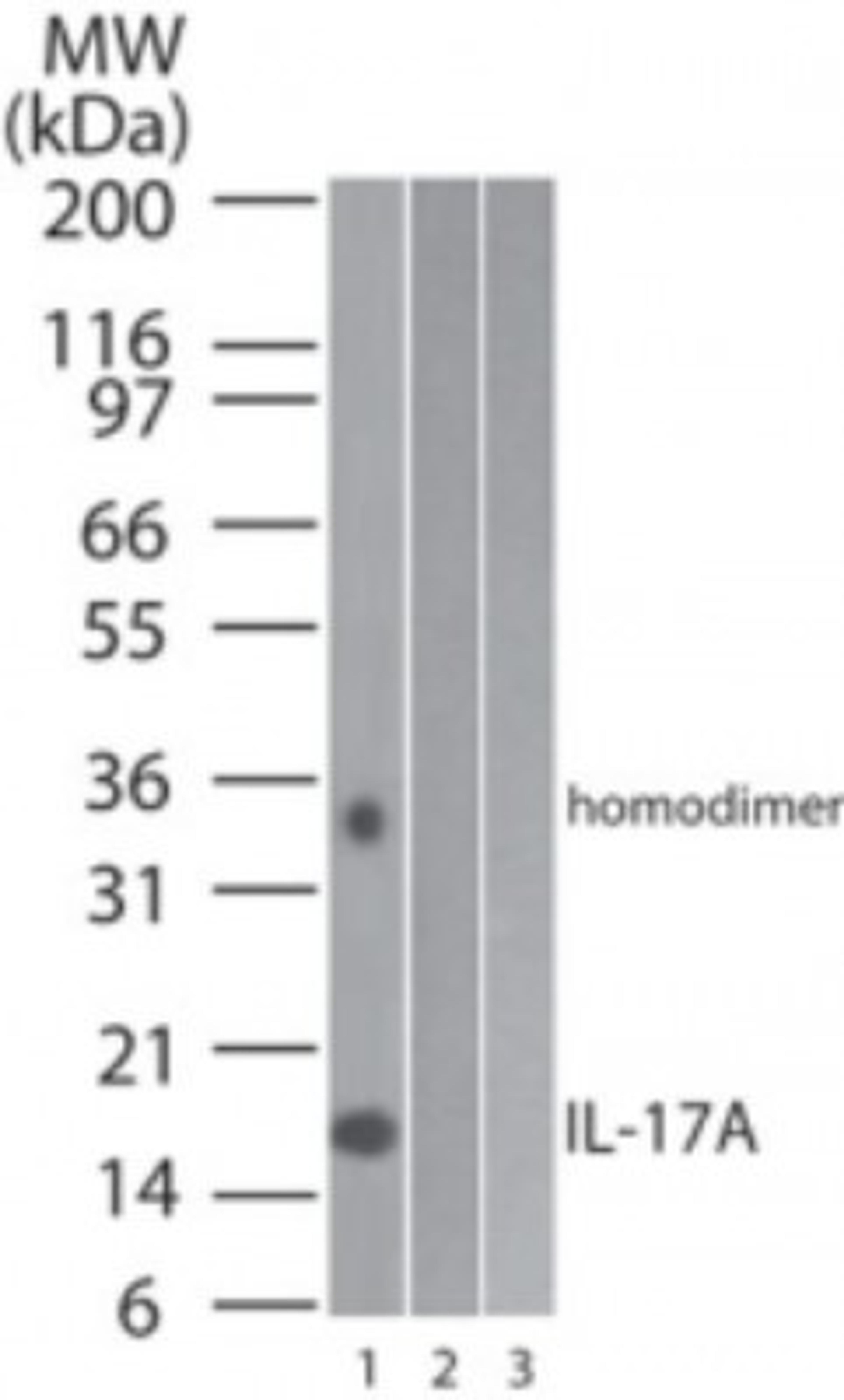 Western Blot: IL17 Antibody (4k5F6) [NBP2-24765] - Analysis of 1) human, 2) mouse and 3) rat full-length recombinant IL-17A protein using IL-17A antibody at 0.2 ug/ml.