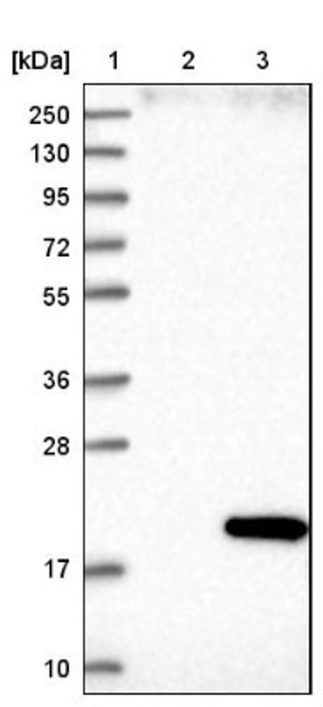 Western Blot: HOXA1 Antibody [NBP1-81722] - Lane 1: Marker [kDa] 250, 130, 95, 72, 55, 36, 28, 17, 10<br/>Lane 2: Negative control (vector only transfected HEK293T lysate)<br/>Lane 3: Over-expression lysate (Co-expressed with a C-terminal myc-DDK tag (~3.1 kDa) in mammalian HEK293T cells, LY406991)