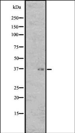 Western blot analysis of Human fetal brain lysate using GPR7 antibody