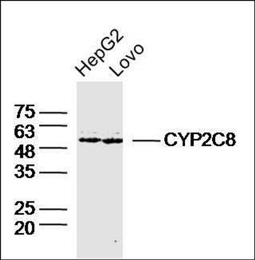 Western blot analysis of HepG2 Human Lysate, Lovo Cell Human Lysate using CYP2C8 antibody.