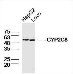 Western blot analysis of HepG2 Human Lysate, Lovo Cell Human Lysate using CYP2C8 antibody.