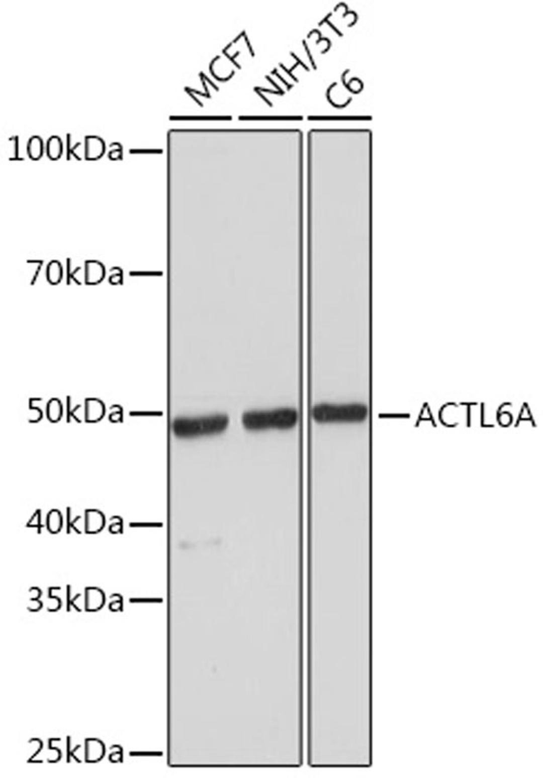 Western blot - ACTL6A Rabbit mAb (A7709)