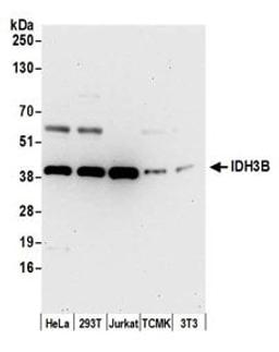 Detection of human and mouse IDH3B by western blot.