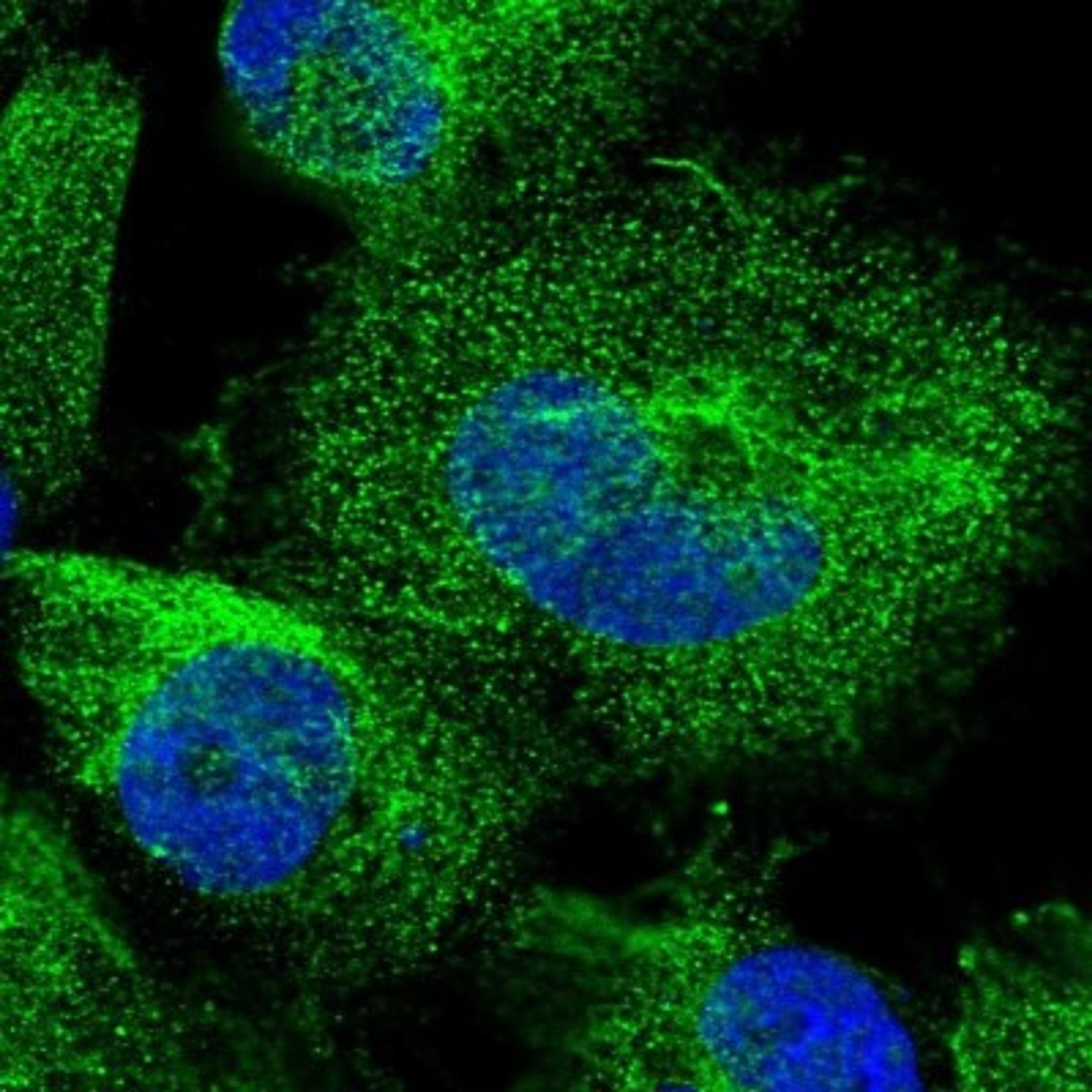 Immunocytochemistry/Immunofluorescence: OTUD3 Antibody [NBP1-90485] - Staining of human cell line U-251 MG shows positivity in cytoplasm & cytoskeleton (intermediate filaments).